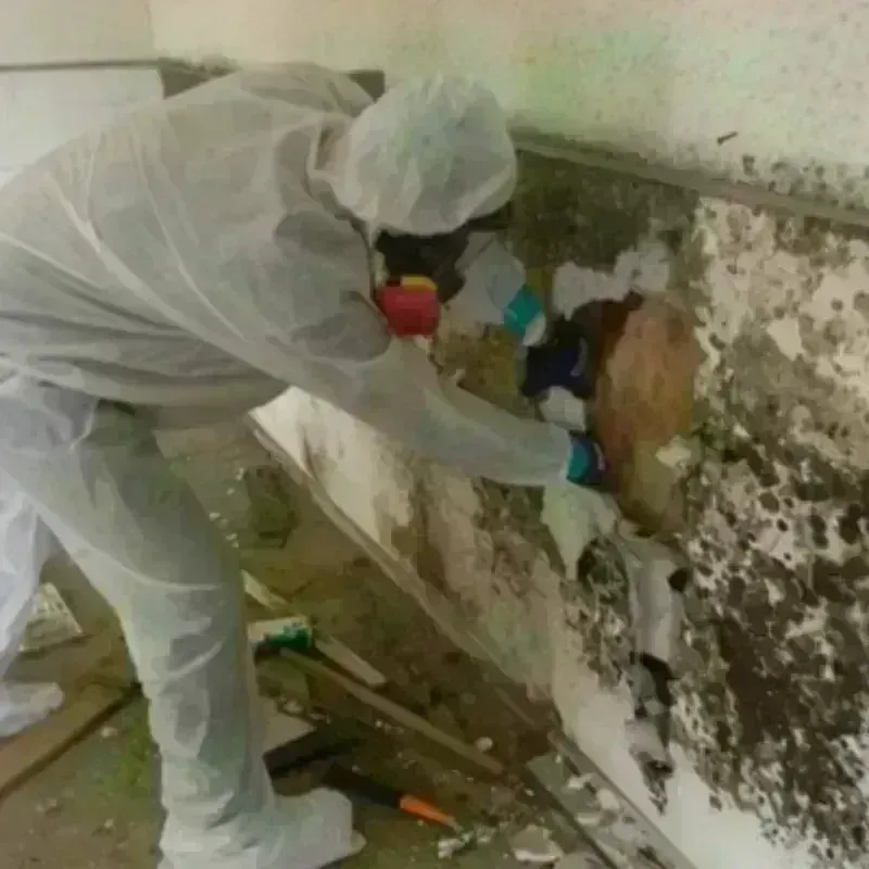 Mold Remediation and Removal in Teague, TX